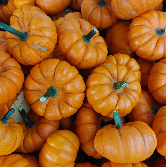 🐸🍄🌻 Meet Your Posher 🌻🍄🐸 - Picture 4 of 12